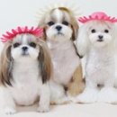 메리로즈