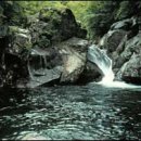 진보흑염소 이미지