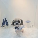 댕댕묭실 이미지