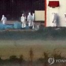 달돼지