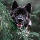 반려동물과함께하는#설렘 이미지