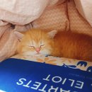 고양이 분양 달타냥 이미지