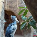 아라마루 이미지