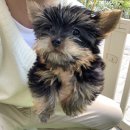 퍼피 비비드 강아지분양 하남미사본점 이미지