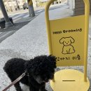 퍼피엔젤 반려동물 미용실 | 대전 서구 애견미용 퍼피엔젤반려동물미용실