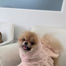 이엘 동물병원 네이버블로그