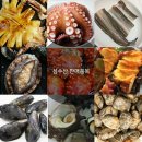 7월 여름철 몸보신 해산물 8월 보양식 해산물 추천 (장어 문어 ,성게알 ,완도전복)판매 이미지