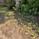 청강유치원 이미지