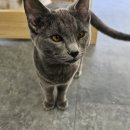 묘냥묘냥 이미지