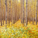 경주숲 1,2 이미지