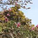 꽃피는 봄날 이미지