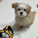 산책가개 이미지