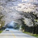 주천면 벚꽃길 이미지