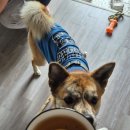 멍멍플레이스펜션 이미지