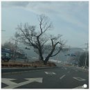 수룡정미소 | 원주 - 법천사지 (法泉寺址) (210123)