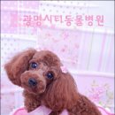 광명시티동물병원 이미지