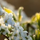 아침이슬 이미지