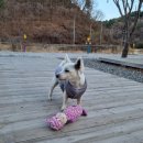 여울애꽃물들인 이미지