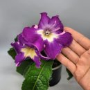 모니아(MONIA) 이미지