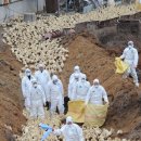 김용빈농장 이미지