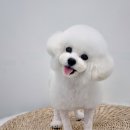 토비애견미용 네이버블로그