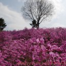 원미산, 춘덕산＜자투리 시간에 김소월이 노래한 진달래꽃 찾아서＞ 이미지