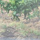 아름다운 꿩농원 이미지