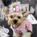 강아지왈츠 이미지