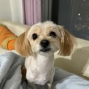 그루밍 나나 이미지