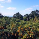 하원동-2 이미지