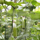 아름다운농장 이미지