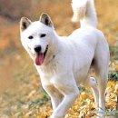 글로벌진돗개 이미지