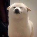 글로리야 이미지