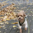 토리네민박 이미지