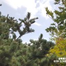 소로3-163 이미지