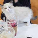 고양이별 캣 카페 이미지