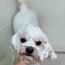 멍멍 애견미용 이미지