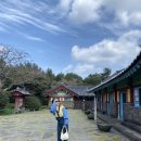 신풍유지(주) | 제주 성산 혼인지 벚꽃 실시간 제주 동쪽 벚꽃 스냅 촬영 장소