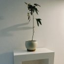 스테이 호꼼만 이미지