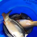 산유낚시터 이미지