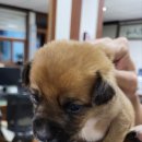 제주애니멀119제주