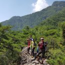 늑대와 여우 이미지