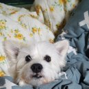 쫑랑쫑랑 이미지