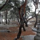 소야 솔밭 이미지