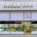 드림독 강아지분양 안심분양센터 인천점 이미지