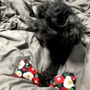 남도청년보부상협동조합 | 남도청년보부상협동조합 🦴 까미 장난감