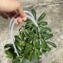 CU무전동원룸점 이미지