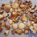 소나무 한입버섯 판매 이미지
