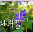 [우리꽃 이야기. 61] 누린내풀 이미지