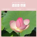강릉사랑로컬푸드 | 7월 강릉 가볼만한곳 경포호 연꽃 주차팁